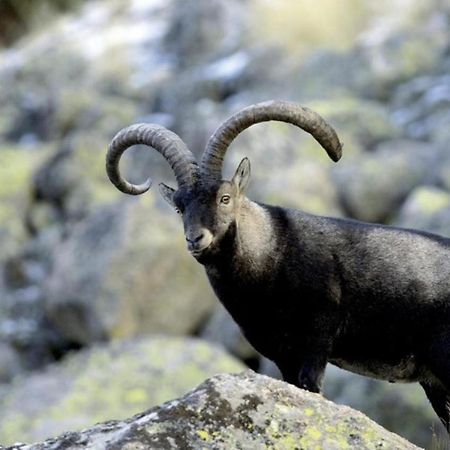 El Desvan De Gredos Navarredonda de Gredos Buitenkant foto